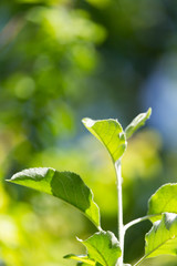 Obraz premium Beautiful branch of a tree with green leaves