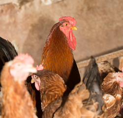 Rooster on the farm