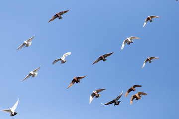 Pigeons on a background of blue sky