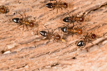 ants on wood. close-up