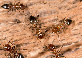 ants on wood. close-up