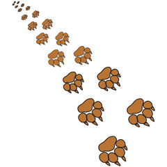 Footprints of a big cat