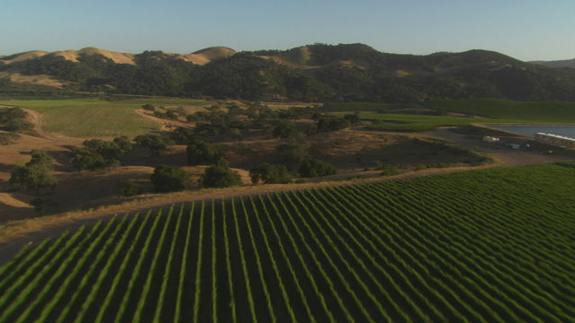 Helicopter Aerial Of A Vineyard In The Santa Maria Valley, California.