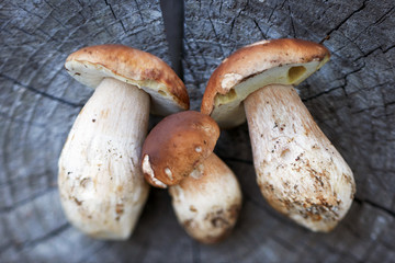 Delicious and fresh mushrooms; photographed with shallow depth of field