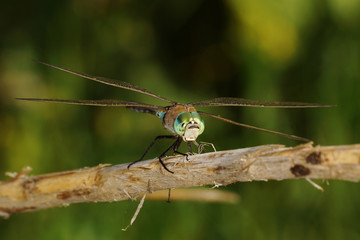 Emperor Dragonfly, Blue Emperor, Anax imperator