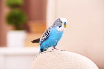 Fototapeta premium Budgerigar at home on bright background
