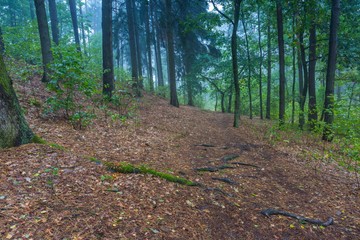 Beautiful autumnal forest landscape