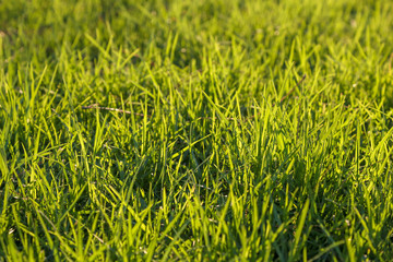 Fresh green grass on a lawn