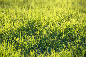 Fresh green grass on a lawn