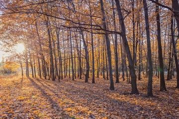 Autumnal Park. Autumn Trees and Leaves