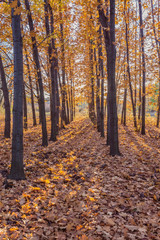 Autumnal Park. Autumn Trees and Leaves