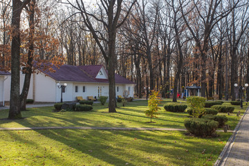 Obraz premium Wooden cottagesin the pine forest