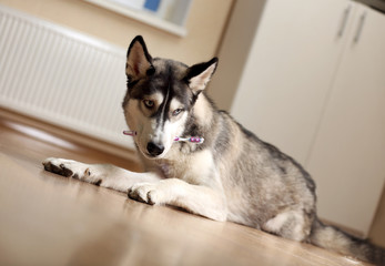 Beautiful huskies dog on floor in room
