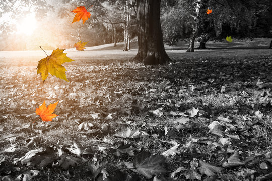 Fallende Bl&auml;tter und herbstlicher Park in Schwarzwei&szlig;