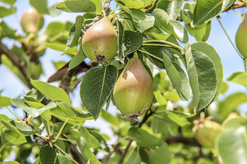 Pears on the tree