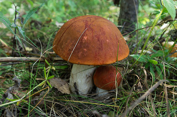 Group of orange-cap boletus in autumn forest