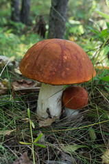 Close up of orange-cap mushroom (Leccinum Aurantiacum) growing i