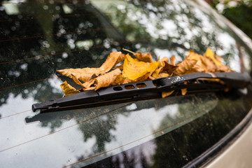 Herbst Gefahr Laubblätter