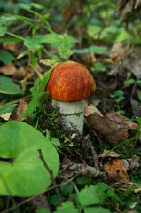 Orange-cap boletus Mushroom, Autumn Nature
