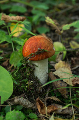 Orange-cap boletus Mushroom Autumn Nature colors Background outd