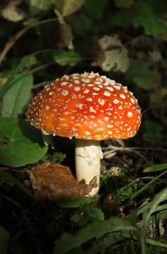 red stipe mushroom  toadstool in the dark forest