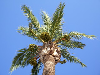 Palmen am Blauen Himmel