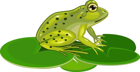 Green frog on leafs lily