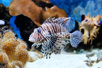 Underwater world - exotic fish in an aquarium