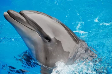 Photo sur Plexiglas Dauphin Dauphin mignon dans le delphinarium