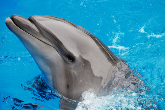 Cute dolphin in the dolphinarium