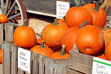 Pie Pumpkins For Sale at an outdoor Farmer's Market
