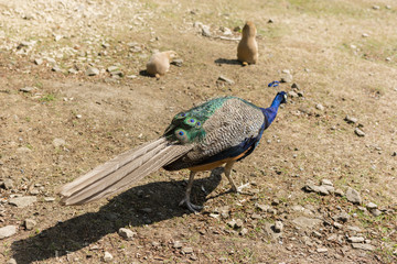bird peacock walking down the dirt and in the background are prairie dogs