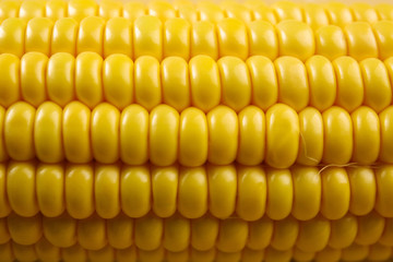 Ripe corn closeup