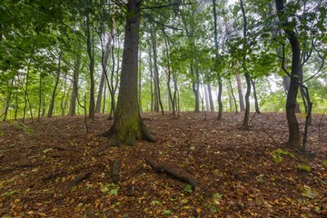 Beautiful autumnal forest landscape