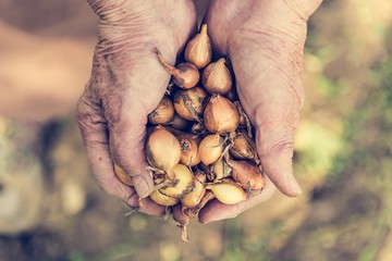 Senior hands holding onions.
