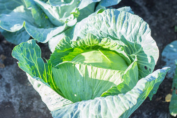 Obraz premium cabbage in the garden, large green leaves