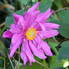 Anemone japonica