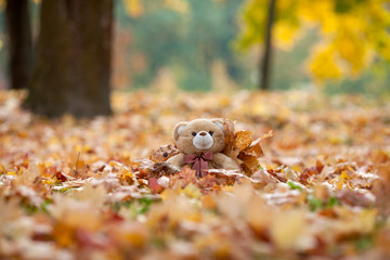 Obraz premium teddy bear in vintage suitcase in autumn leaves