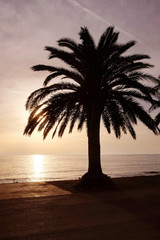 The image of palm tree