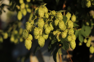green hop cones, lsen, blue sky