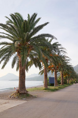 Fototapeta premium The image of palm tree