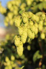 green hop cones, lsen, blue sky