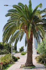 The image of palm tree