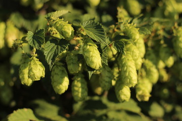 green hop cones, lsen, blue sky