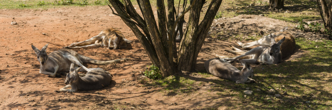 Kangaroos resting under a tree in a warm day panorama