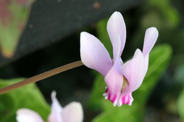 Wild cyclamen