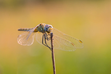 Sympetrum fonscolombii female on a dry stem