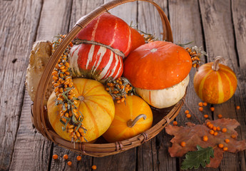 Decorative pumpkins. Autumn still life.selective focus
