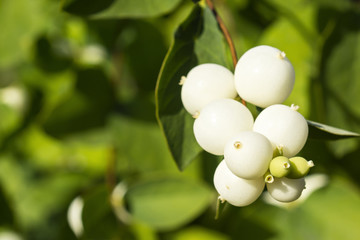 Snowberry bush close