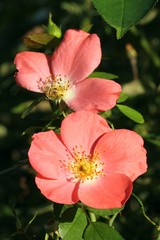 Obraz premium Lighted roses